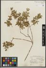 Foto von Salix purpurea subsp. amplexicaulis (Bory) C. K. Schneid.